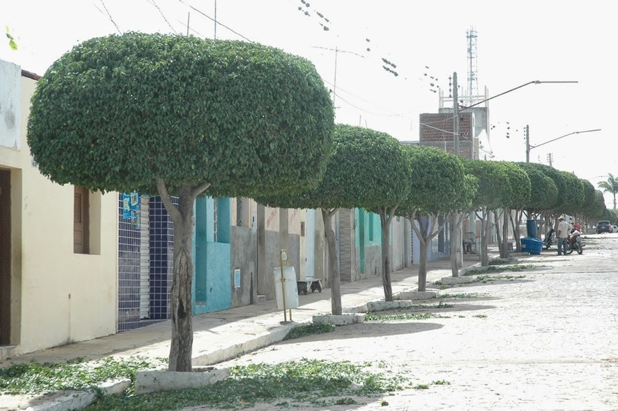 Prefeitura de Zabelê realiza poda de árvores no município